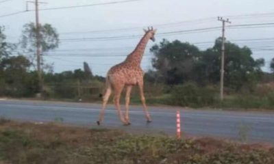 Giraffe on the Run