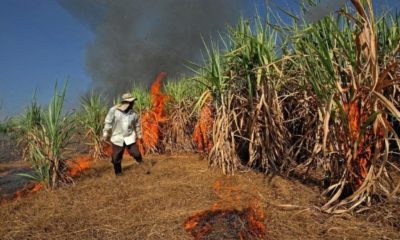 Sugarcane Burning in Eastern Thailand Worsens Air Quality