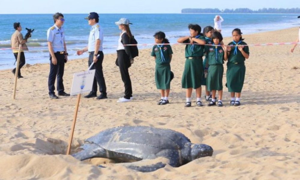 sea turtle phuket