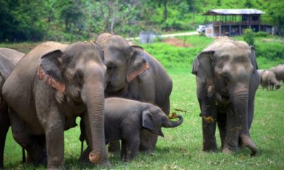 baby elephants at elephant camps