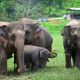 baby elephants at elephant camps