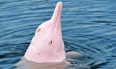 Rare pink dolphins come out to play