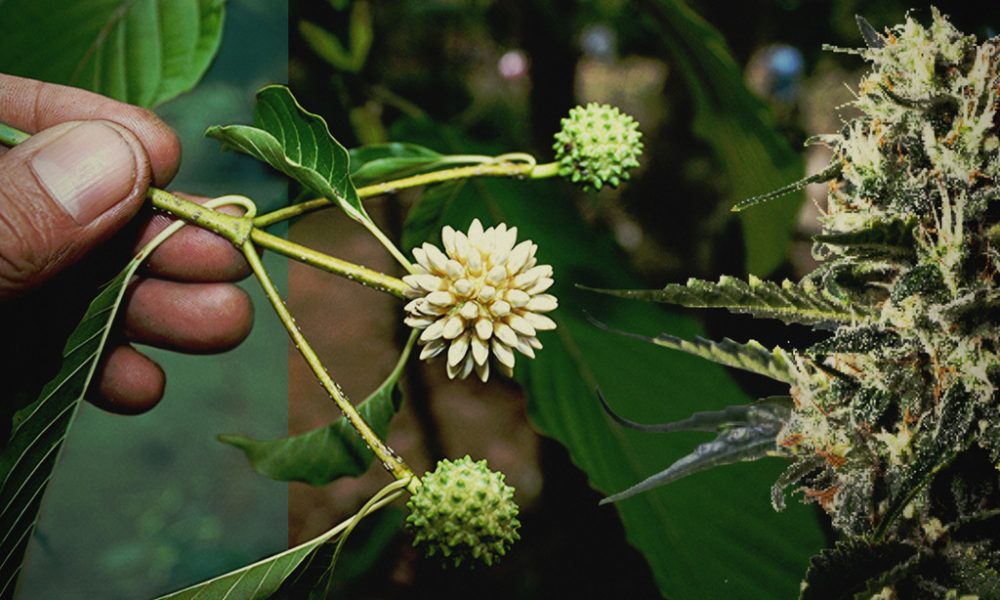 Thai Kratom