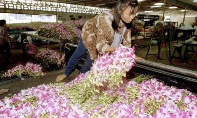 Thai orchids being thrown out