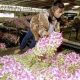 Thai orchids being thrown out