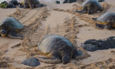 Rare Leatherback Sea Turtles Returning to Thailand's Empty Beaches