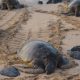 Rare Leatherback Sea Turtles Returning to Thailand's Empty Beaches