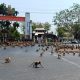 Animals Worldwide Take Over During Coronavirus Lockdown