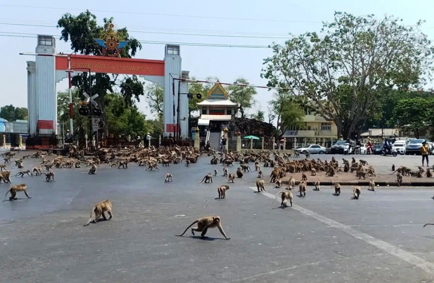 Animals Worldwide Take Over During Coronavirus Lockdown
