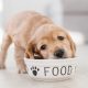 food, dog, puppy