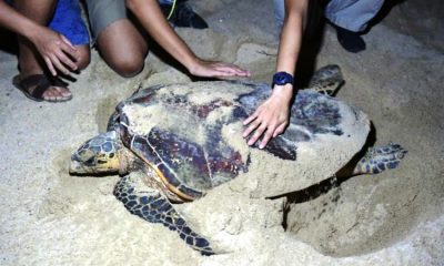 Sea Turtle, Thailand, Koh samui