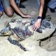 Sea Turtle, Thailand, Koh samui