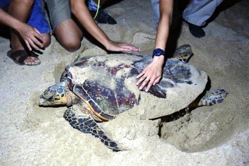 Sea Turtle, Thailand, Koh samui