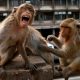 Thailand, Monkeys, Lopburi