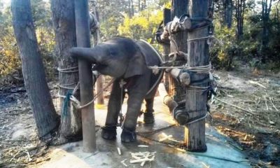 Baby elephant, thailand, training