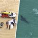 shark, sufer, australia, attack