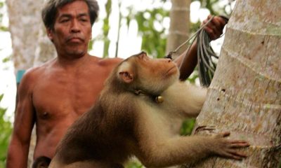 Thailand, Monkeys, PETA