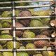 PETA,Thailand, coconuts, monkeys