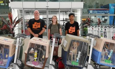 Flight Volunteers Thailand's Soi Dog Foundation