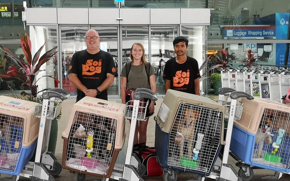 Flight Volunteers Thailand's Soi Dog Foundation