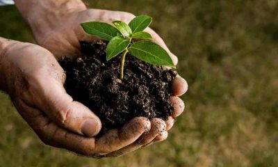 Soil Conditioner or Soil Amendment