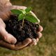 Soil Conditioner or Soil Amendment