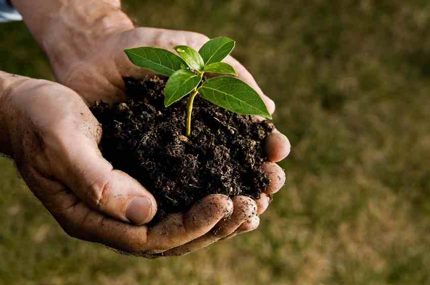 Soil Conditioner or Soil Amendment