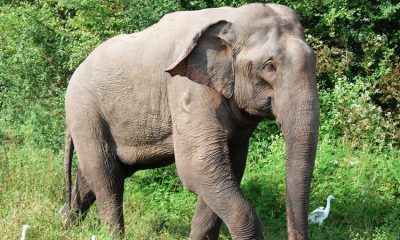 Elephant, Thailand