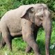 Elephant, Thailand