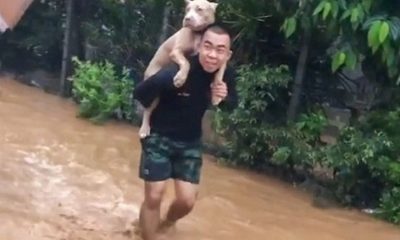 Chiang Rai, Thailand, Flooding, Floods