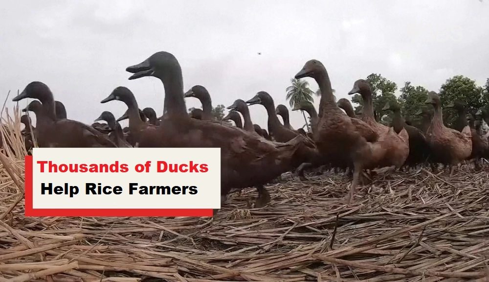 Ducks, Rice Farmers, Thailand