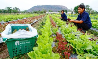 Agriculture Minister Wants Thailand to Become the Worlds Food Bank, Farm, Farmers