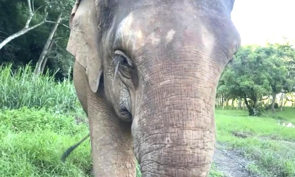 Charity Offers Live Zoom With an Elephant in Northern Thailand