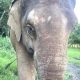 Charity Offers Live Zoom With an Elephant in Northern Thailand