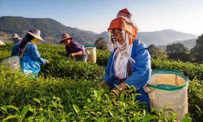 Chiang Rai Tea Win Gold in World Green Tea Competition in Japan