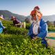 Chiang Rai Tea Win Gold in World Green Tea Competition in Japan