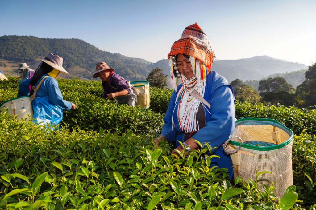 Chiang Rai Tea Win Gold in World Green Tea Competition in Japan