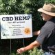 Farmer’s Seeing the Economic Benefit With the Demand for CBD