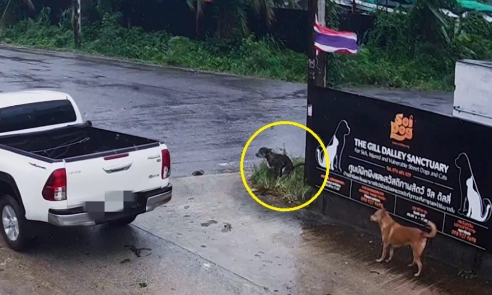 Irishman Charged for Abandoning His Dog at Soi Dog Foundation