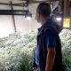 marijuana cultivation northern Thailand, Chiang Mai Province