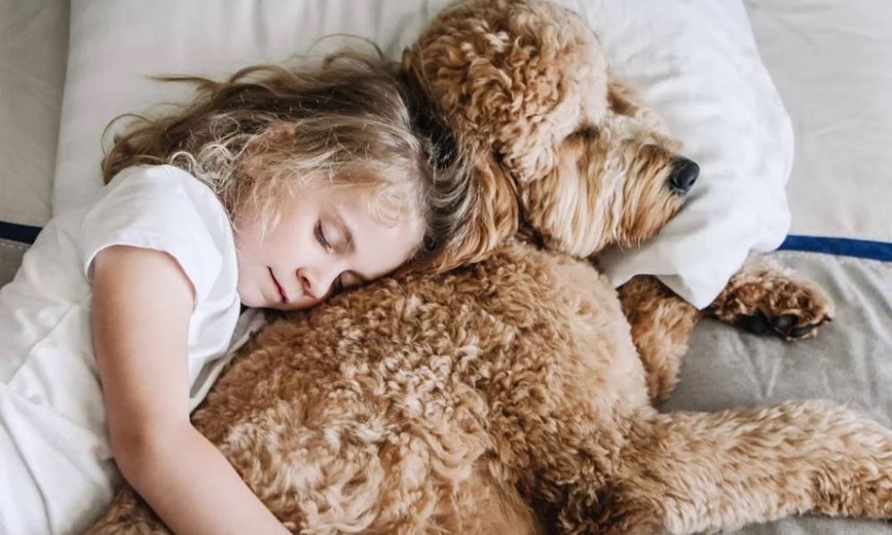 Seven Benefits of Having a Golden Doodle Around Your Kids