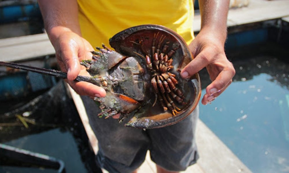 Woman Dies after Eating Mangrove Horseshoe Crab in Phuket, Thailand