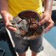 Woman Dies after Eating Mangrove Horseshoe Crab in Phuket, Thailand