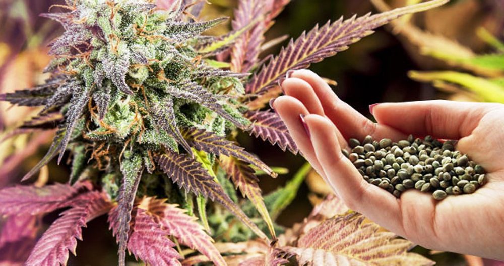 Growing Your Own Medical Cannabis: A Beginner's Guide