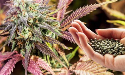 Growing Your Own Medical Cannabis: A Beginner's Guide