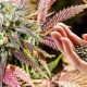 Growing Your Own Medical Cannabis: A Beginner's Guide