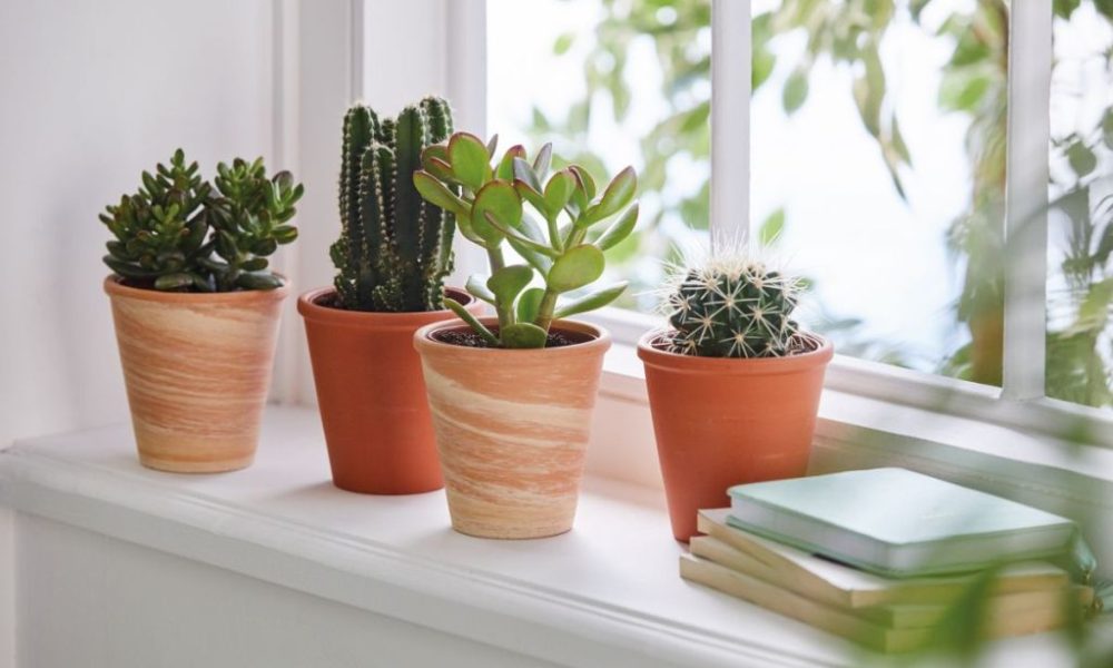 Aesthetic Indoor Home Decor Ideas Using Succulents Market