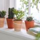 Aesthetic Indoor Home Decor Ideas Using Succulents Market