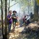 Northern Thailand to Harvest Dead Leaves for Renewable Energy Source