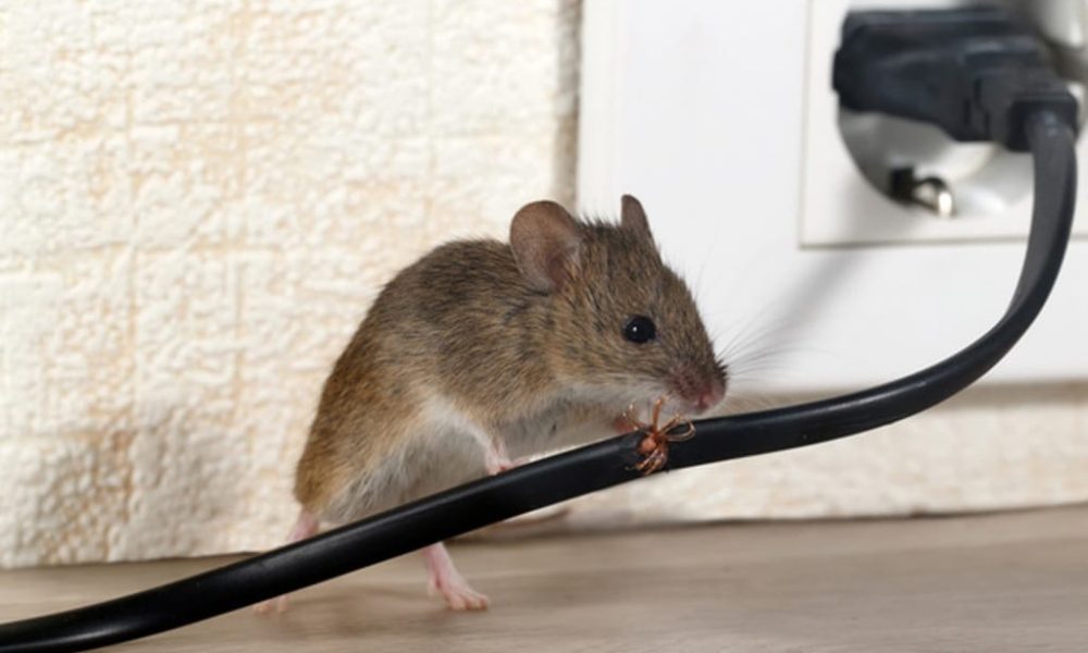 Mouse Control is on the Table Only if Seen Running on Capitol Hill
